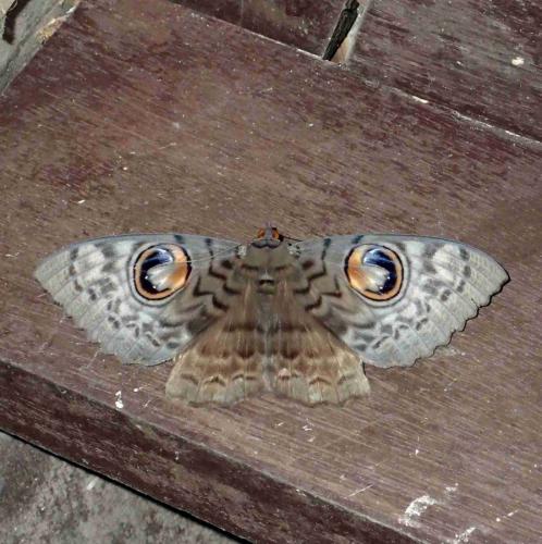 Réf. 236 798 : Erebus macrops